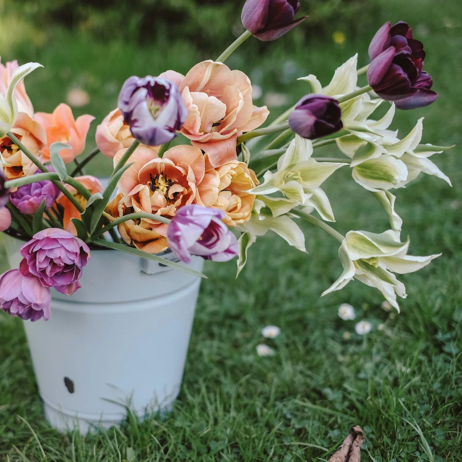 Tulpen 'Greenstar', 'Queen of Night', 'Blue Diamond' & 'La Belle Epoque'