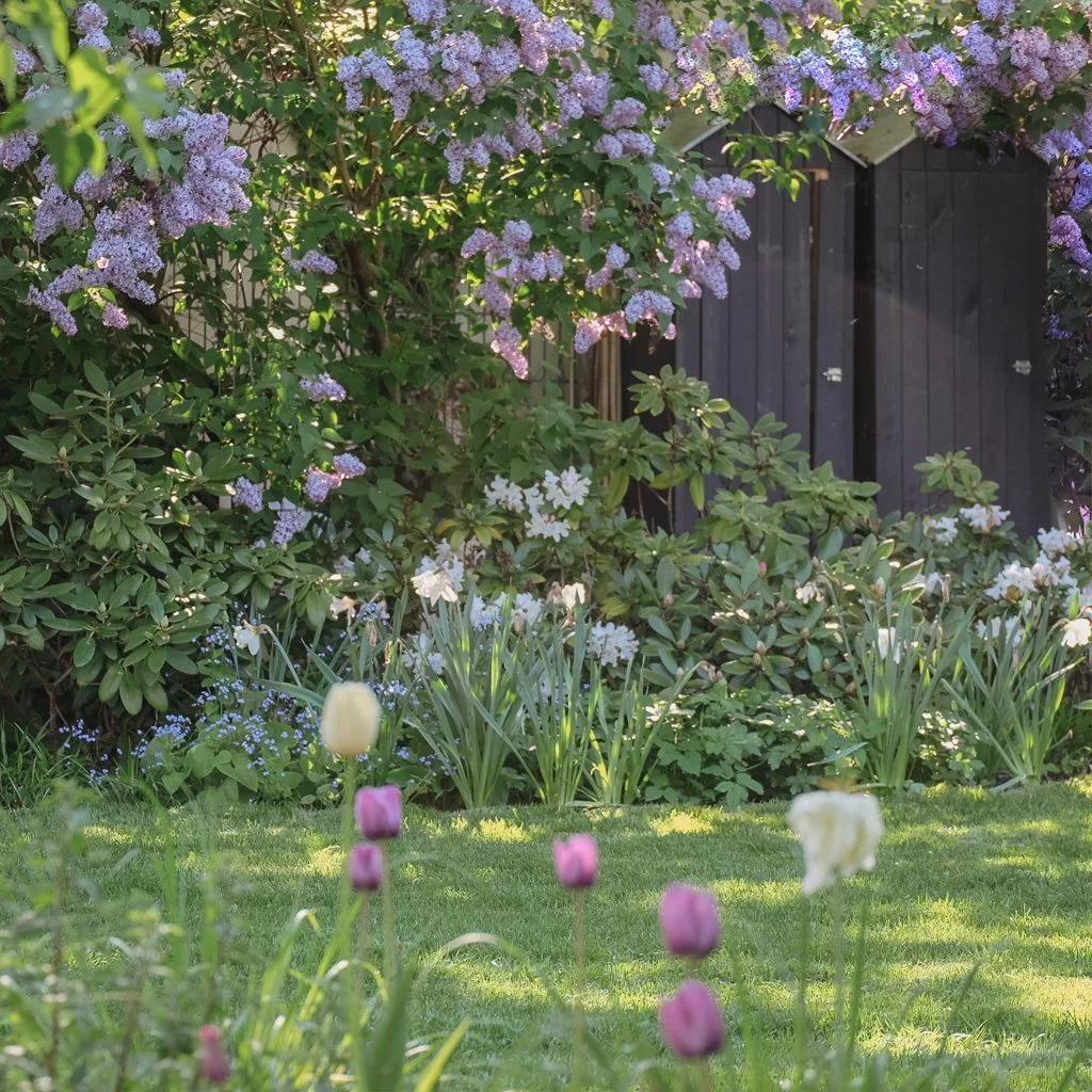 Garten Potsdam mit Tulpen