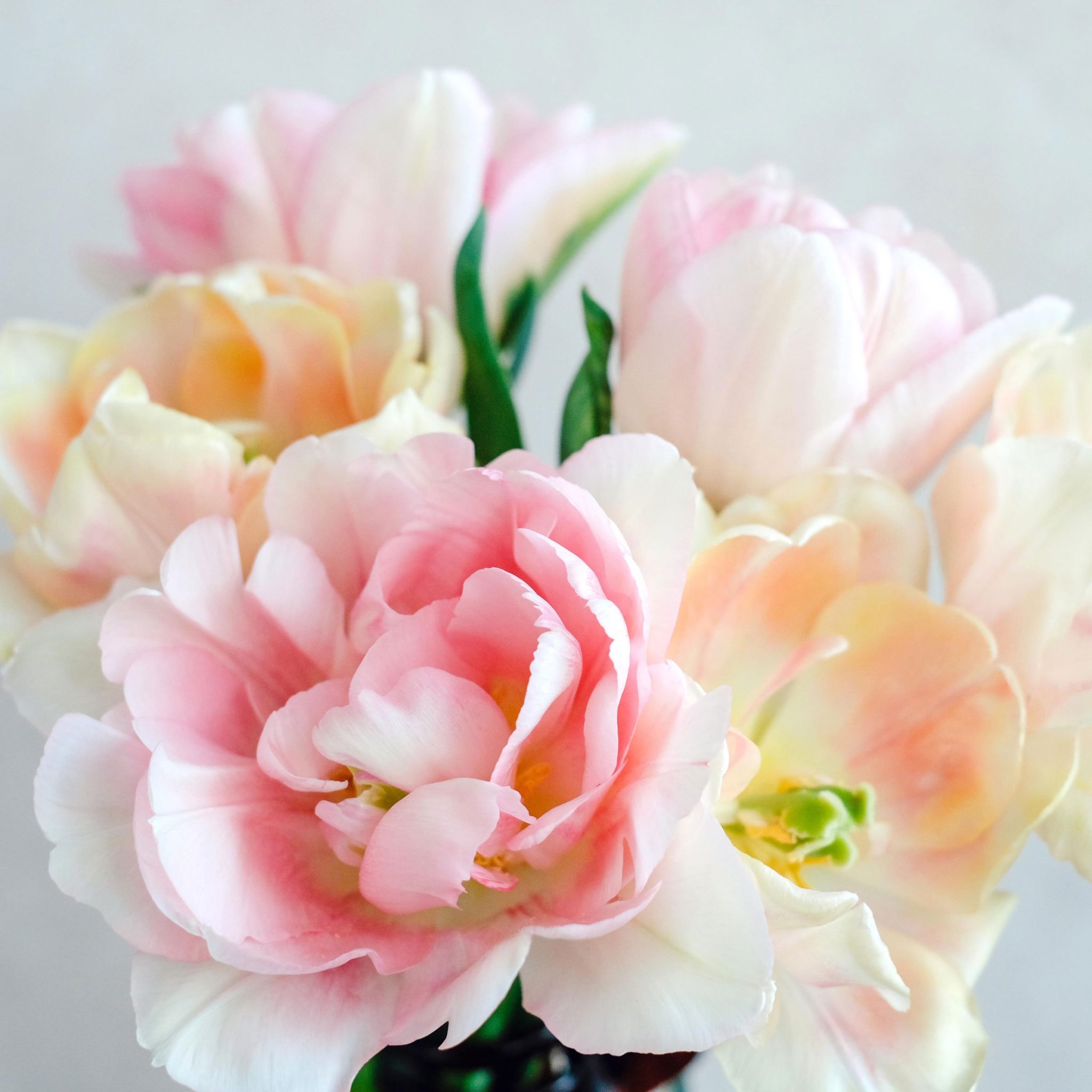 Tulpen 'Sorbetto' 6 Zwiebeln - Ice Cream Banana & Strawberry Winterhart