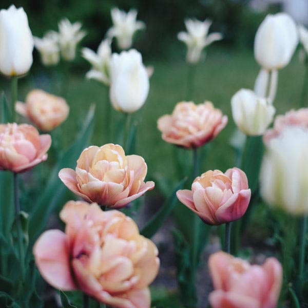 Tulpen & Narzissen pflanzen und pflegen Jora Dahl