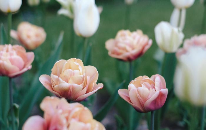 Was Pflanze Ich Wann Beste Pflanzzeit Fur Gartenpflanzen