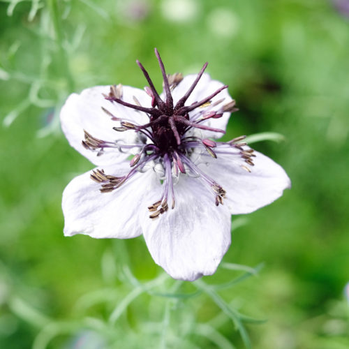 Jungfer im Grünen, Saatgut, Einjährige, Blumensamen, Schnittblume