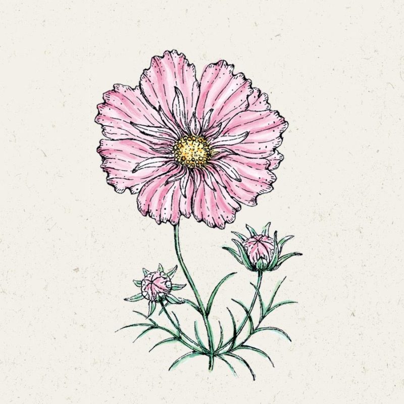 Saatgut, Blumensamen, Einjährige, Illustration Rekersdrees