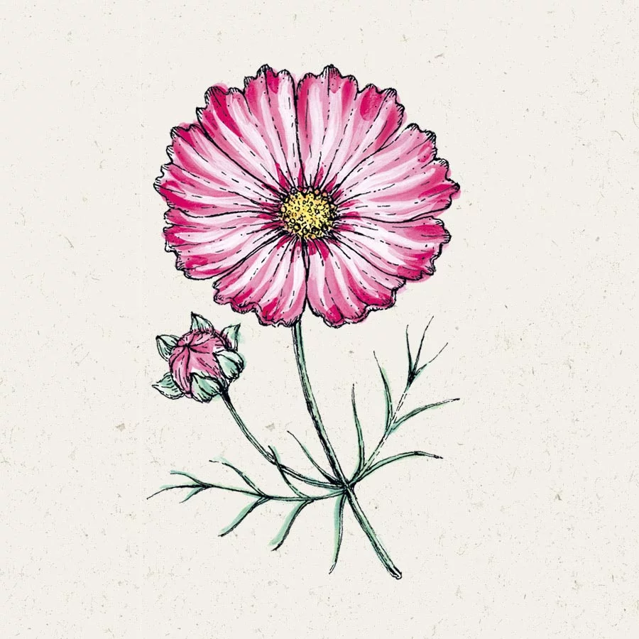 Saatgut, Blumensamen, Einjährige, Illustration Rekersdrees