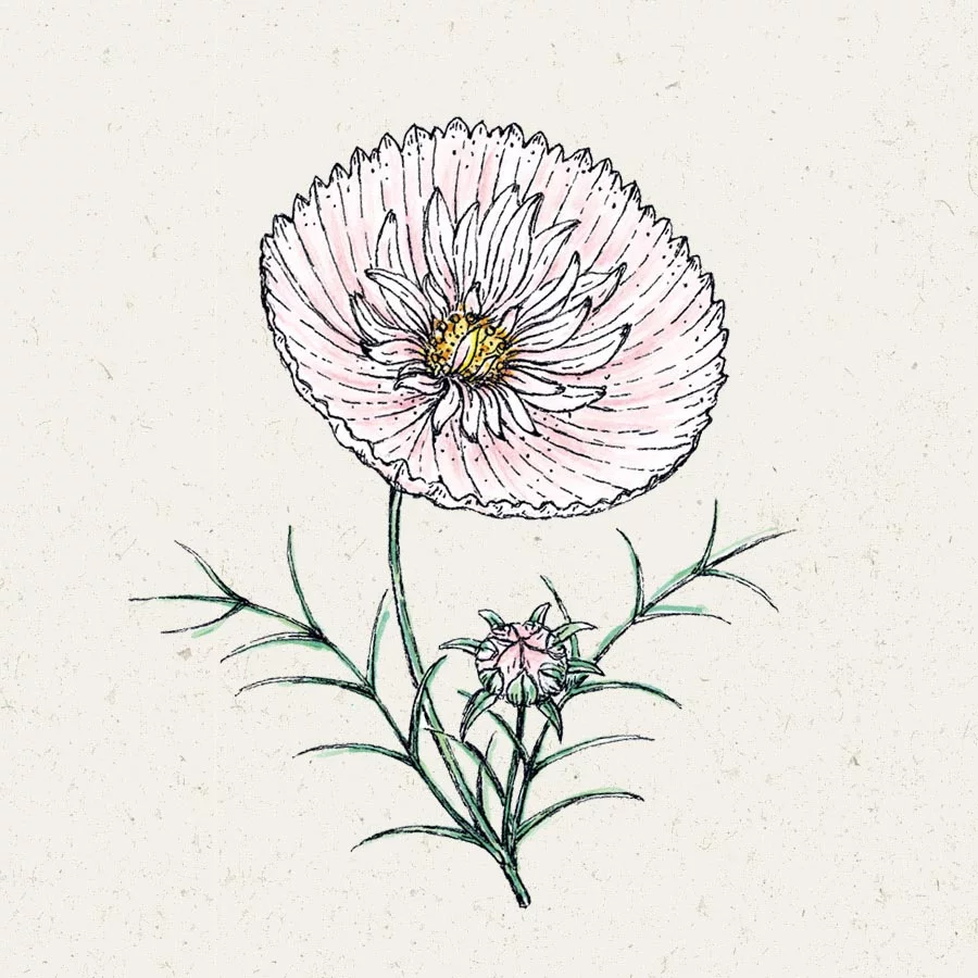 Saatgut, Blumensamen, Einjährige, Illustration Rekersdrees