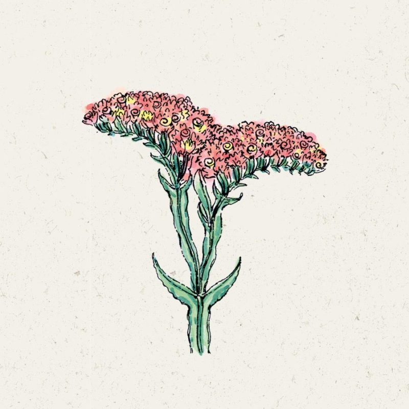 Saatgut, Blumensamen, Einjährige, Illustration Rekersdrees