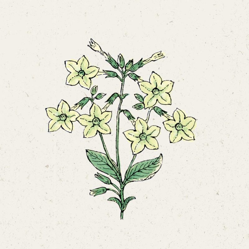 Saatgut, Blumensamen, Einjährige, Illustration Rekersdrees