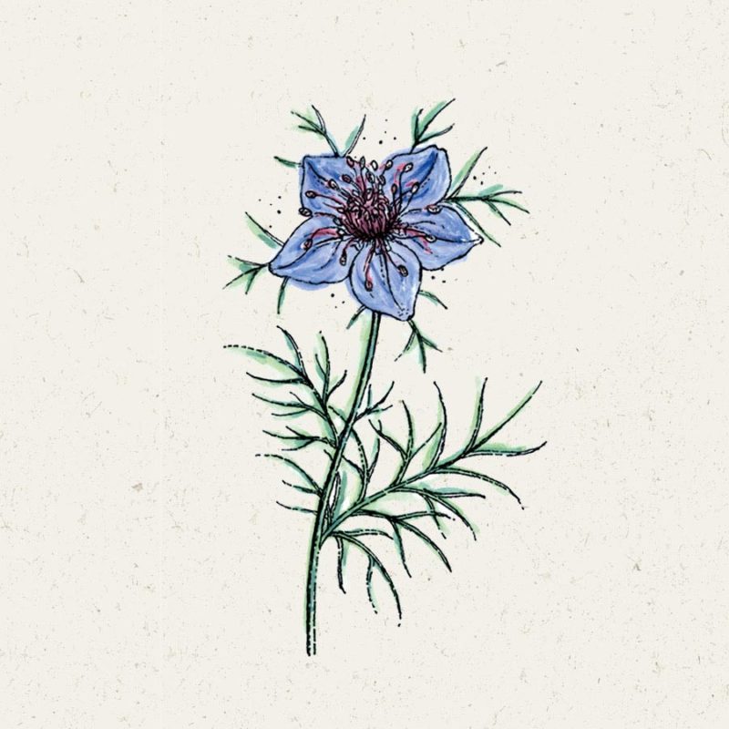 Saatgut, Blumensamen, Einjährige, Illustration Rekersdrees