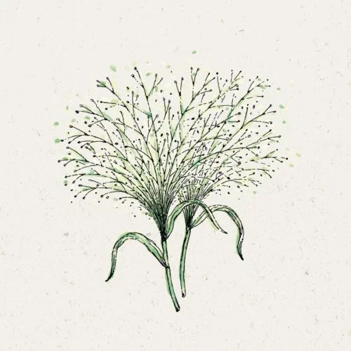 Saatgut, Blumensamen, Einjährige, Illustration Rekersdrees