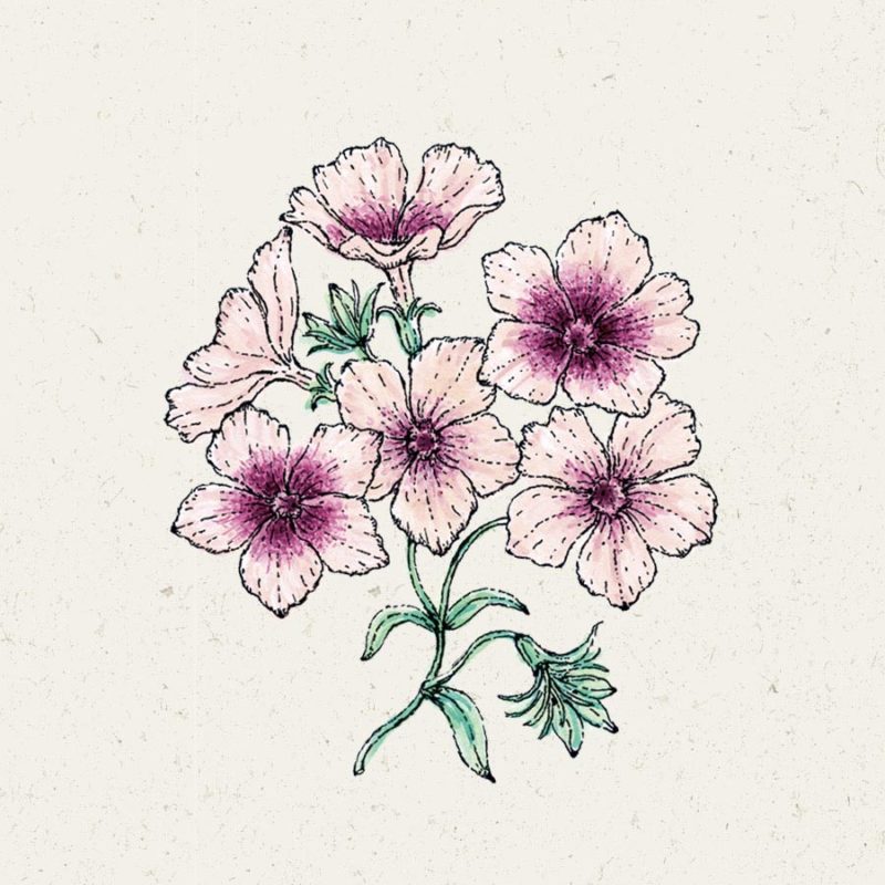 Saatgut, Blumensamen, Einjährige, Illustration Rekersdrees