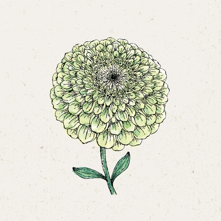 Saatgut, Blumensamen, Einjährige, Illustration Rekersdrees