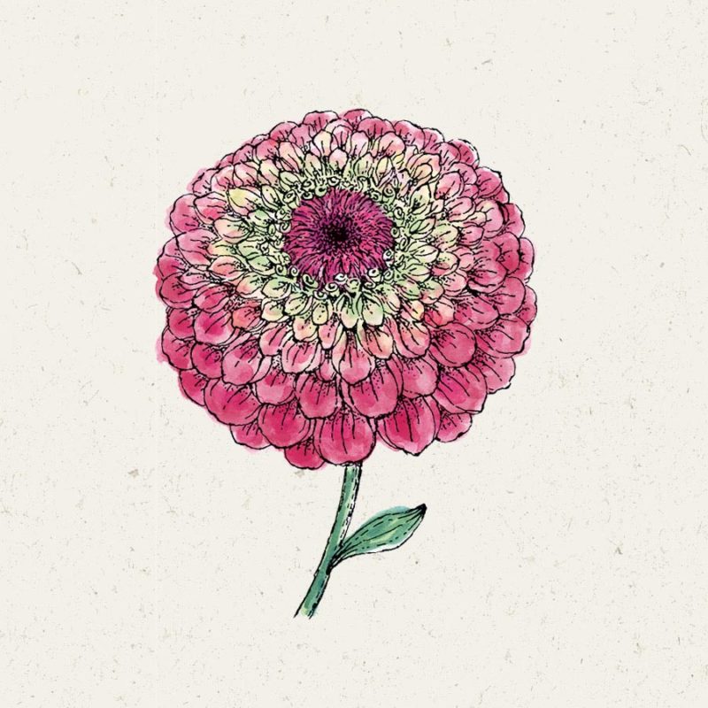 Saatgut, Blumensamen, Einjährige, Illustration Rekersdrees