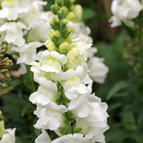 White snapdragon Antirrhinum majus 'Royal Bride'