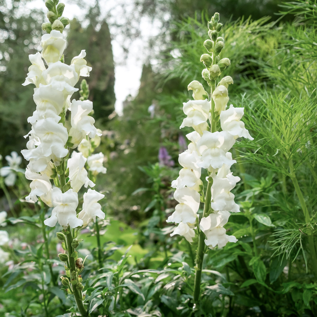 White snapdragon Antirrhinum majus 'Royal Bride' in the flower bed