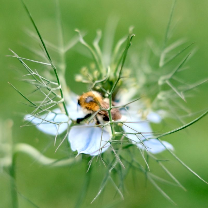 NIGELLA DAMASCENA ‘MISS JEKYLL’ (JUNGFER IM GRÜNEN) Saatgut Blumensamen Anzucht Ansaat