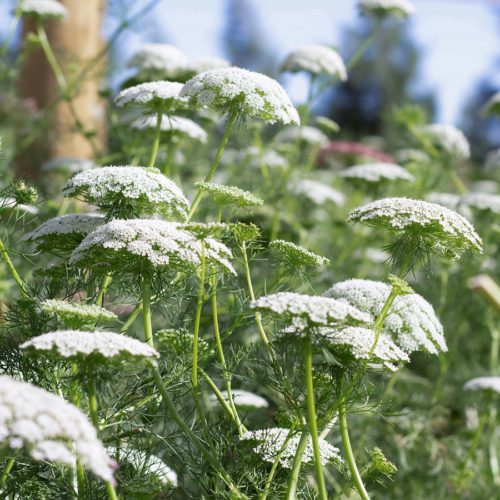 AMMI MAJUS (KNORPELMÖHRE) Saatgut Blumensamen Anzucht Ansaat