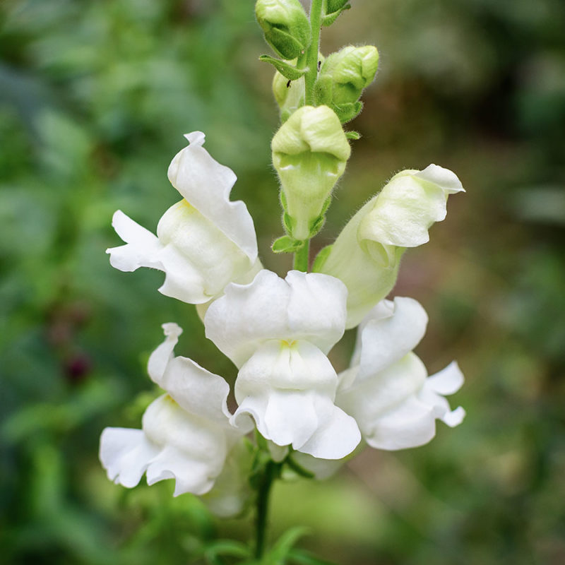 ANTIRRHINUM MAJUS ‘ROYAL BRIDE’ (LÖWENMÄULCHEN) Saatgut Blumensamen Anzucht Ansaat