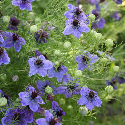 NIGELLA PAPILLOSA 'MIDNIGHT' (MIDWISH) Seeds Flower Seeds Propagation Sowing