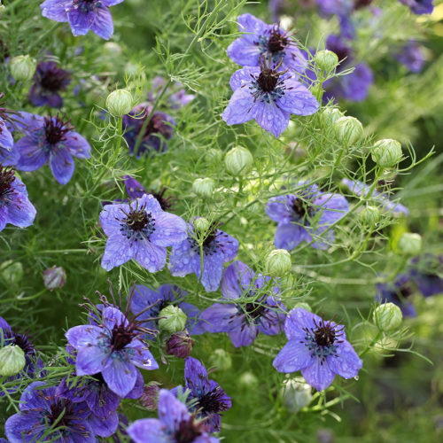 NIGELLA PAPILLOSA ‘MIDNIGHT’ (JUNGFER IM GRÜNEN) Saatgut Blumensamen Anzucht Ansaat