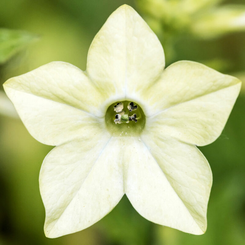 Bluete von Nicotiana alata 'Lime Green' (Ziertabak) in der Nahaufnahme