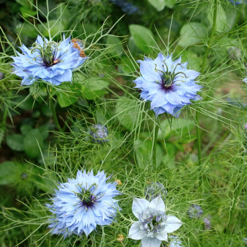 Nigella damascena 'Miss Jekyll' (Jungfer im Grünen) im Beet in voller Bluete