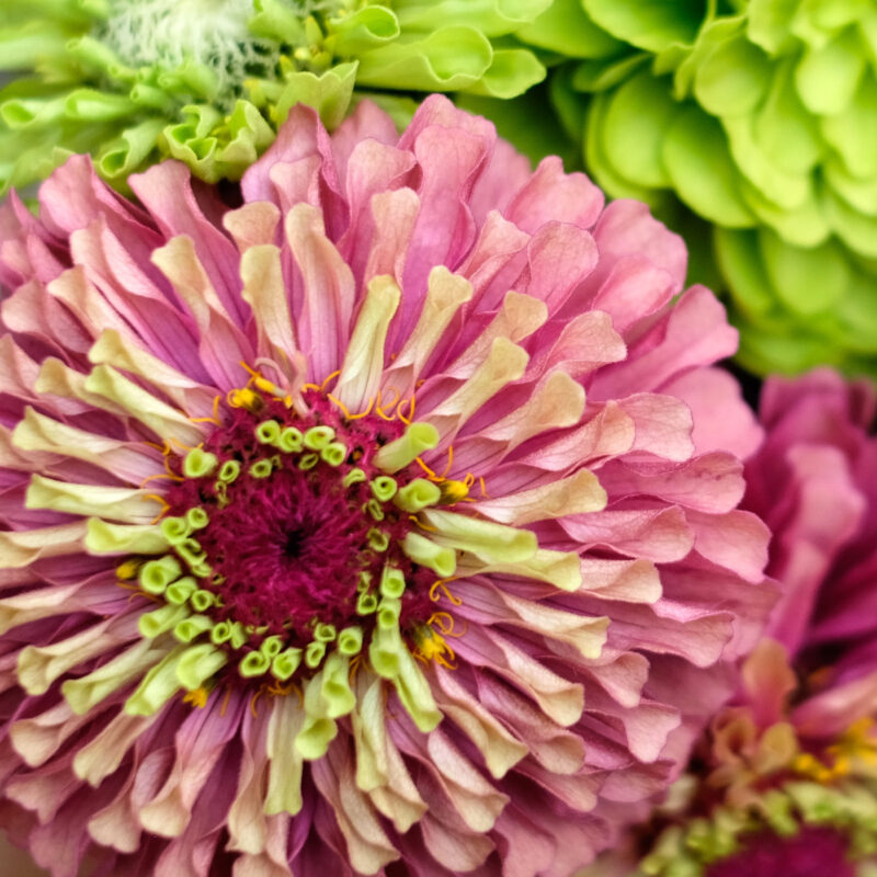 Zinnia elegans 'Queen Red Lime' (Zinnie) Nahaufnahme im Blumenstrauss