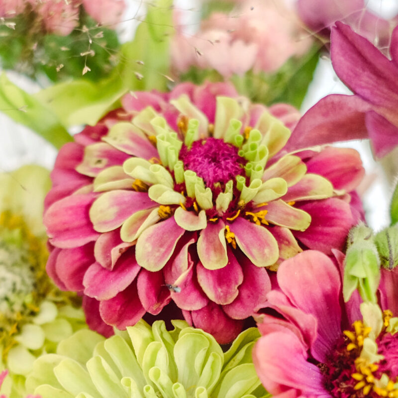 Zinnia elegans 'Queen Red Lime' (Zinnie) Nahaufnahme im Blumenstrauss