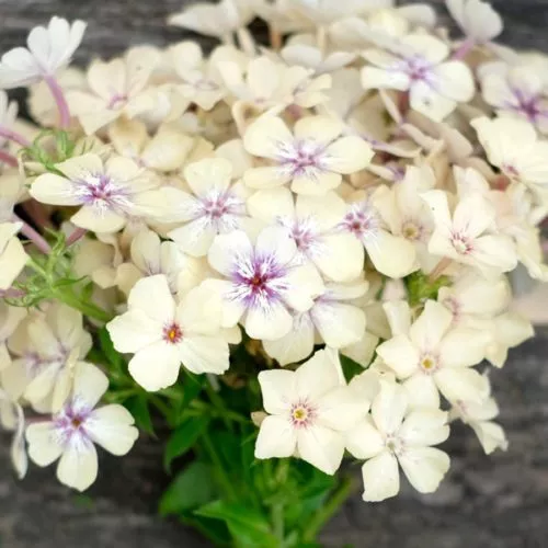 PHLOX DRUMMONDII ‘CRÈME BRÛLÉE’ (SOMMER-PHLOX) Saatgut Blumensamen Anzucht Ansaat