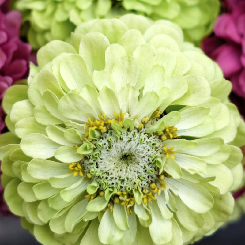 Zinnia elegans ‘Benary’s Giant Lime’ (Zinnie) Nahaufnahme