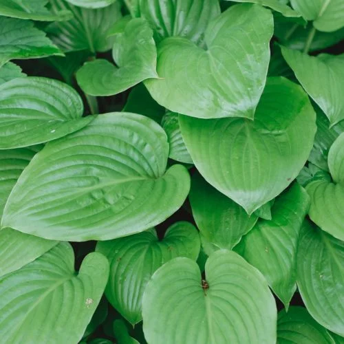 Hosta Plantaginea ‘Royal Standard’ Funkie Stauden Mehrjährige Pflanzen