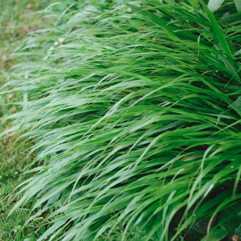 Hakonechloa macra Japanwaldgras Stauden Mehrjährige Pflanzen