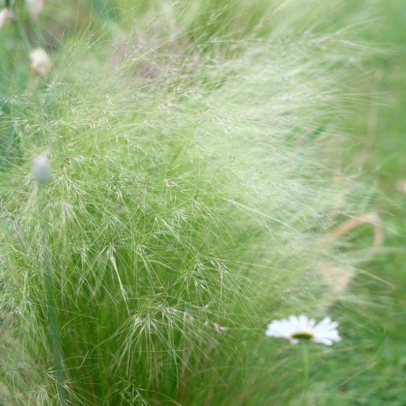 Stipa tenuissima Zartes Federgras Stauden Mehrjährige Pflanzen