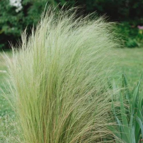 Stipa tenuissima Zartes Federgras Stauden Mehrjährige Pflanzen