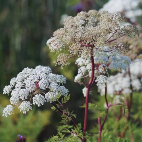 Selinum wallichianum Kaschmirdolde Stauden Mehrjährige Pflanzen