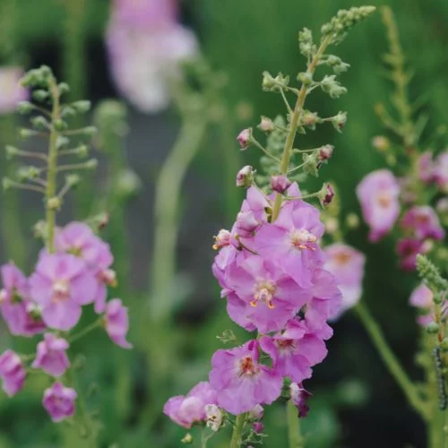 Verbascum phoeniceum ‘Rosetta’ Königskerze Stauden Mehrjährige Pflanzen