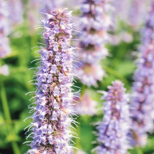 Agastache rugosa ‘Blue Fortune’ Duftnessel Stauden Mehrjährige Pflanzen