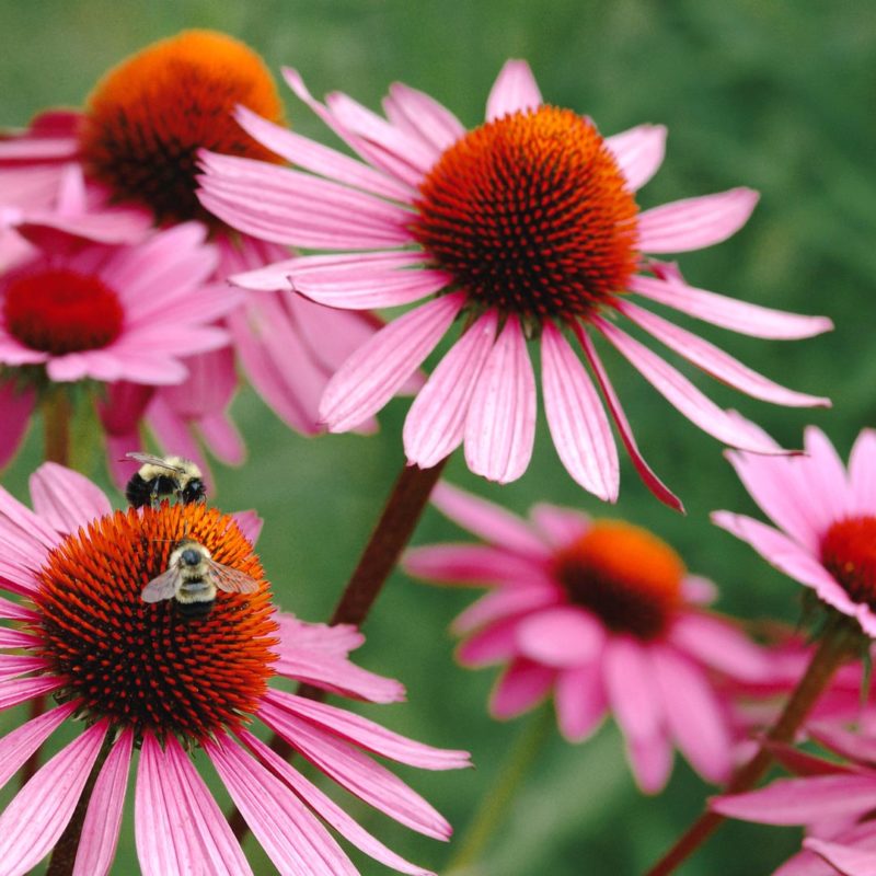 Echinacea purpurea ‘Magnus’ Purpursonnenhut Stauden Mehrjährige Pflanzen