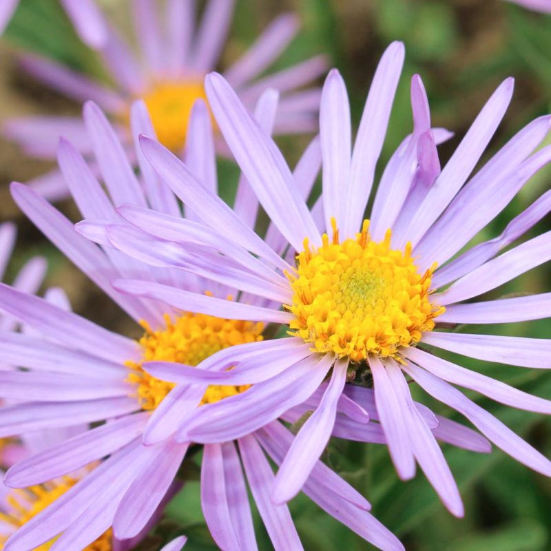 Aster amellus ‘Dr. Otto Petscheck’ Sommeraster Stauden Mehrjährige Pflanzen