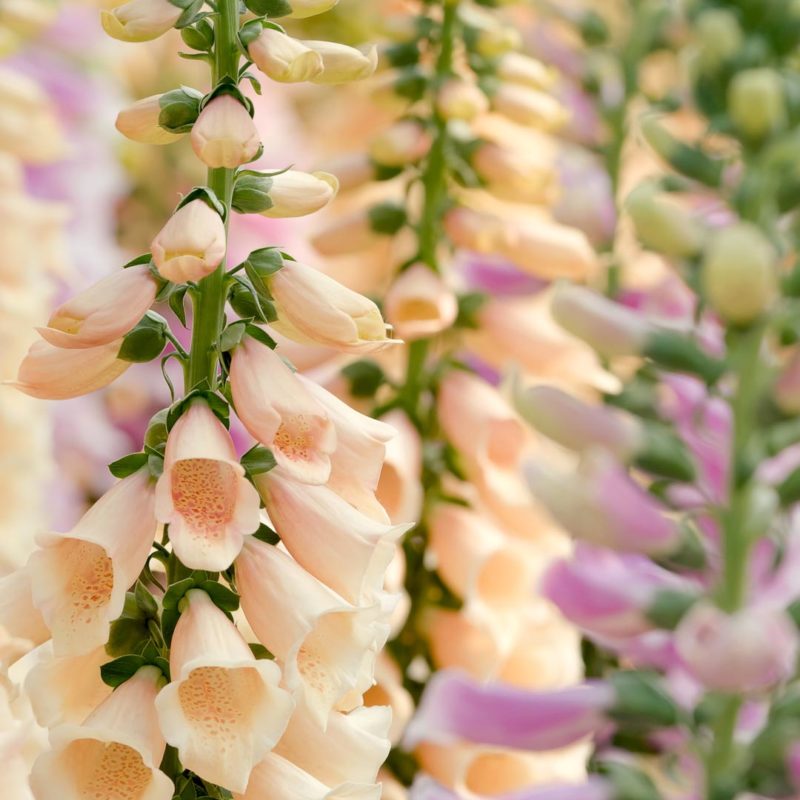 Digitalis purpurea Garten-Fingerhut Stauden Mehrjährige Pflanzen