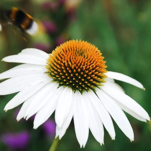 Echinacea purpurea ‘Alba’ Purpursonnenhut Stauden Mehrjährige Pflanzen