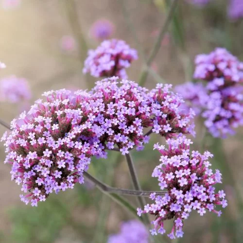 Verbena bonariensis (Patagonisches Eisenkraut Stauden Mehrjährige Pflanzen