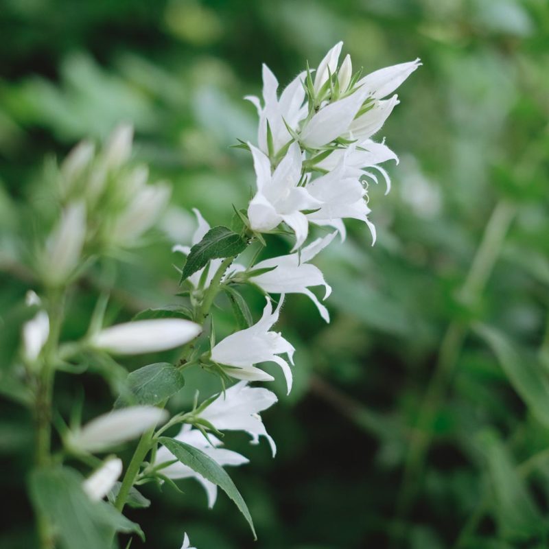 Campanula lat. macrantha ‘Alba’ Waldglockenblume Stauden Mehrjährige Pflanzen