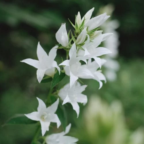 Campanula lat. macrantha ‘Alba’ Waldglockenblume Stauden Mehrjährige Pflanzen