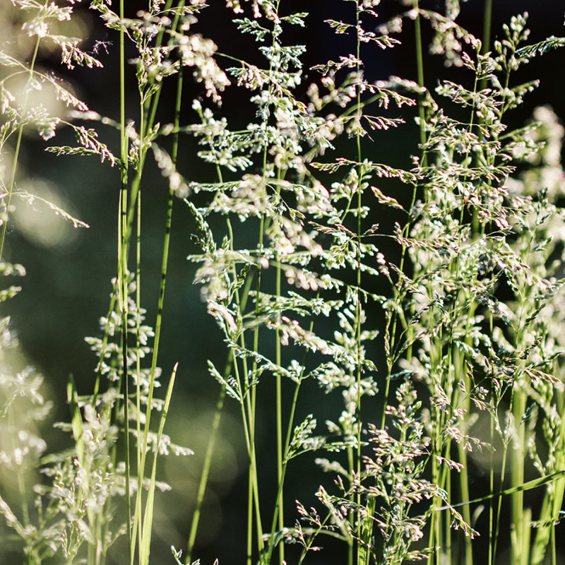 Deschampsia cespitosa ‘Goldschleier’ Waldschmiele Staude Mehrjährige Pflanze