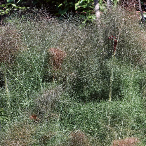 Foeniculum vulgare ‘Atropurpureum’ Rotlaubiger Fenchel Staude Mehrjährige Pfanze