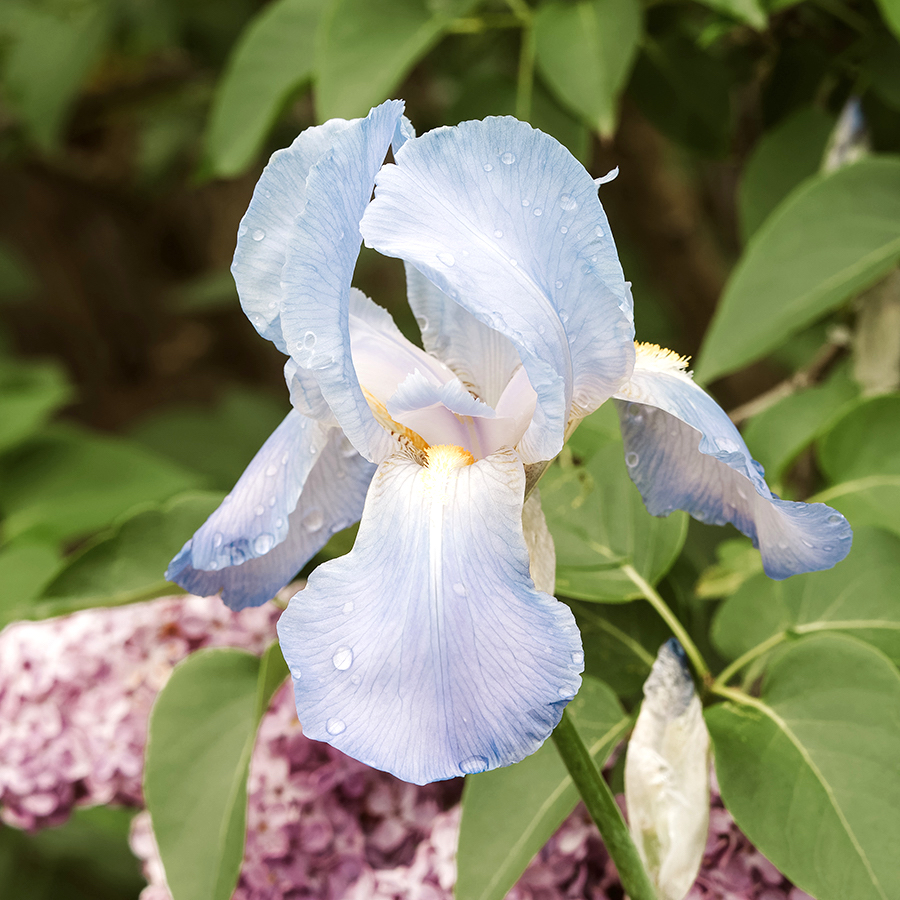 iris barbata-elatior 'jane phillips' (tall bearded iris) | jora dahl