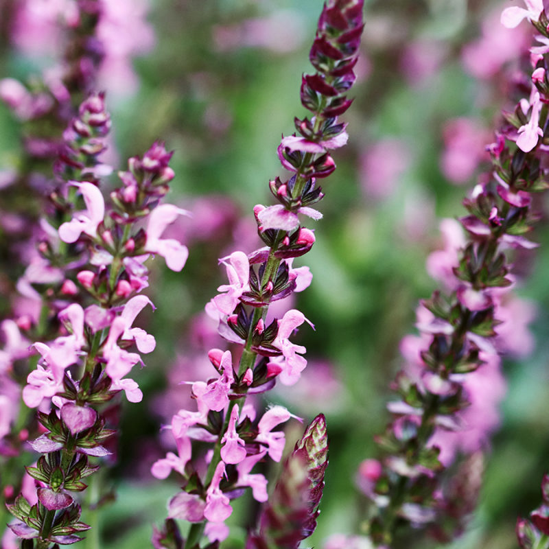 60+ Gartensalbei Überwintern, Erfahre jetzt, wie du salbei im garten