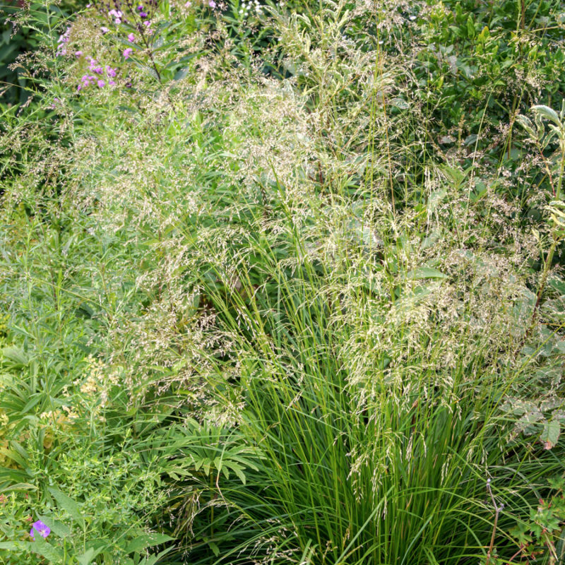 DESCHAMPSIA CESPITOSA ‘GOLDSCHLEIER’ (WALDSCHMIELE) Staude, Mehrjährige Pflanze