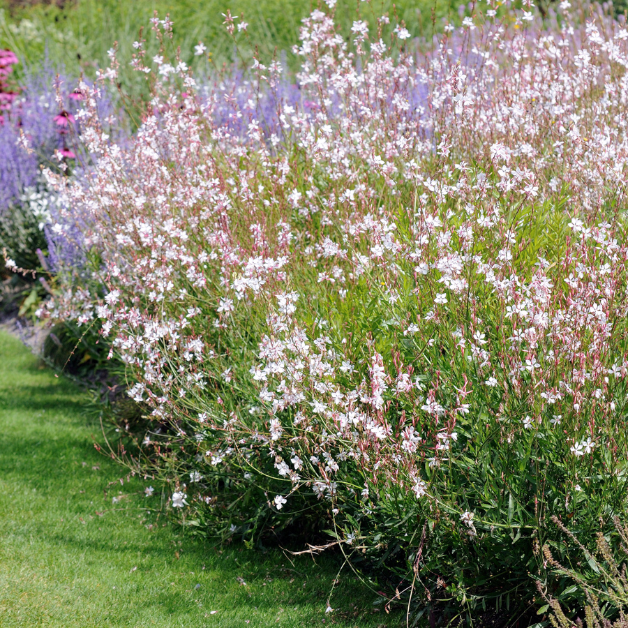 Gaura Lindheimeri Sorten Prachtkerze Gaura Lindheimeri UODP
