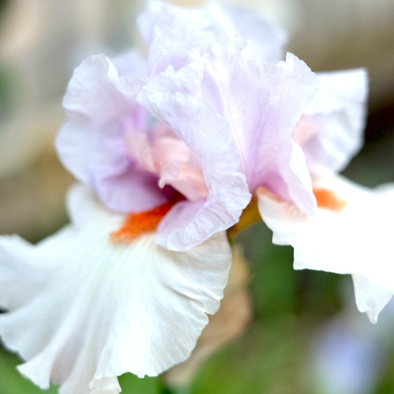 IRIS BARBATA-ELATIOR ‘BELGIAN PRINCESS’ (SCHWERTLILIE)